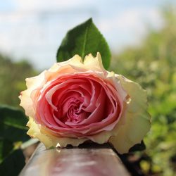 Stop Teenager Suicide 2371421 960 720